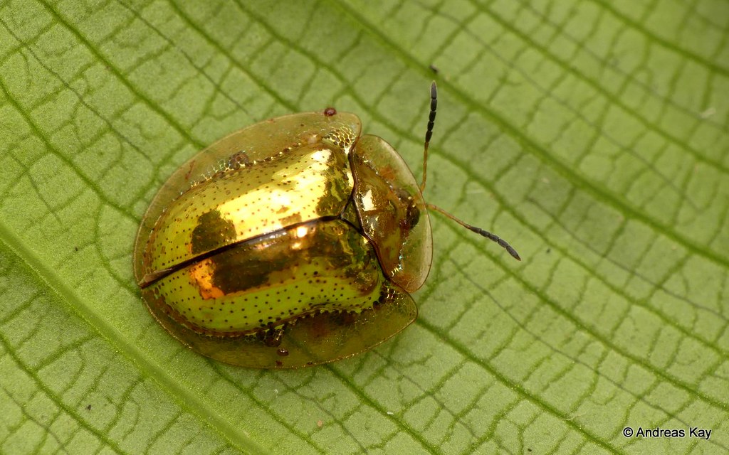 golden tortoise beetle, charidotella sexpunctata? cassidinae