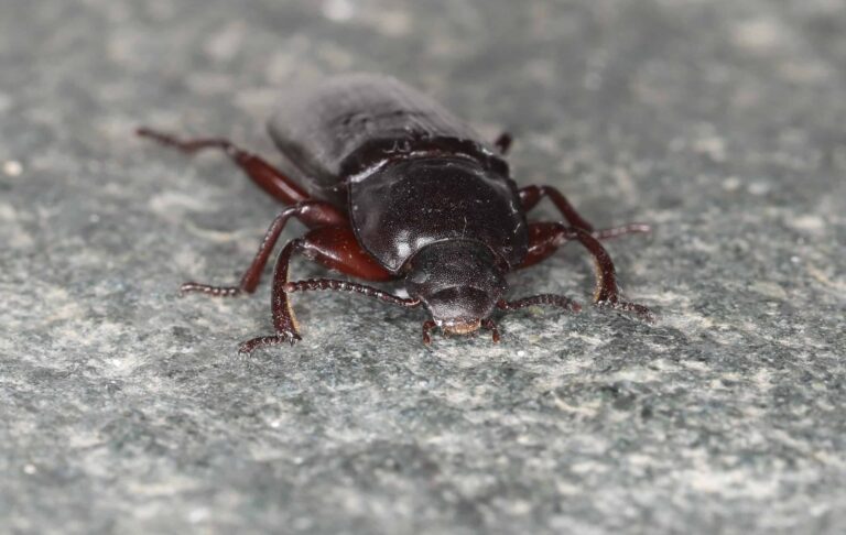 tenebrio molitor (41296857970) Mealworm Beetle