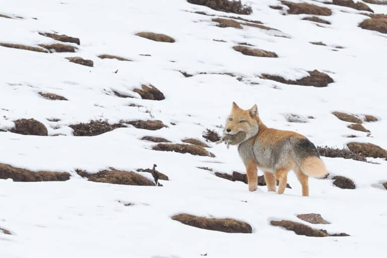 藏狐tibetan fox (vulpes ferrilata) 藏狐tibetan fox (vulpes ferrilata)
