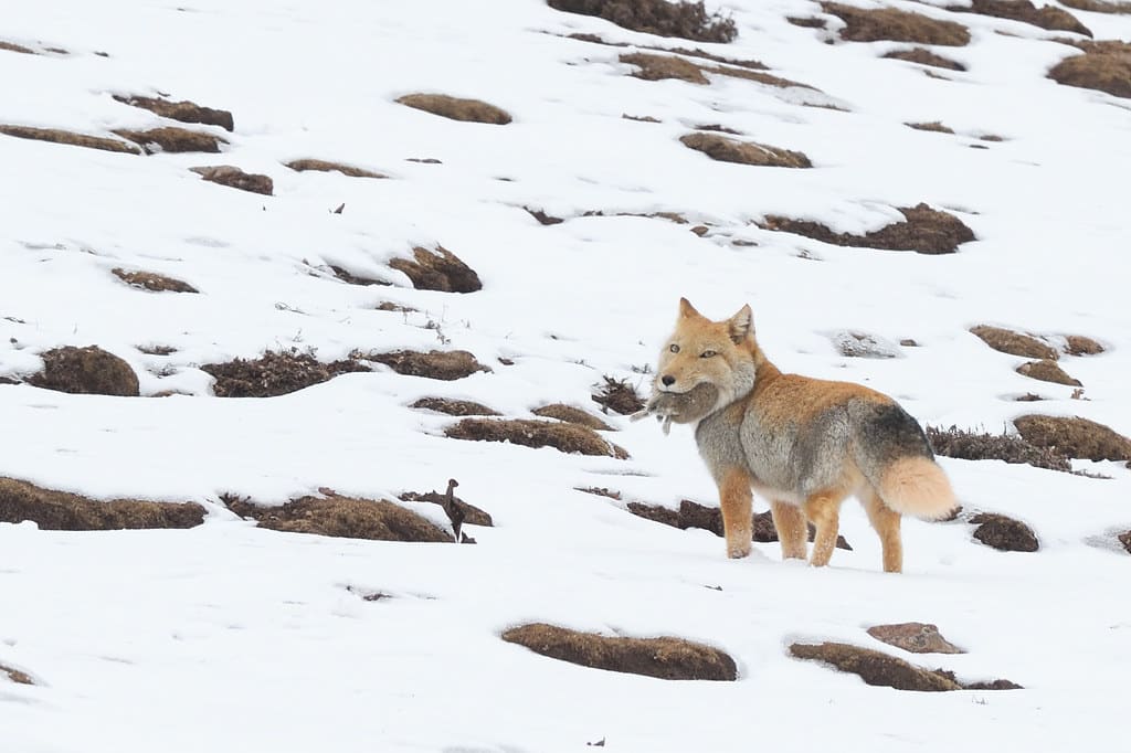 藏狐tibetan fox (vulpes ferrilata) 藏狐tibetan fox (vulpes ferrilata)