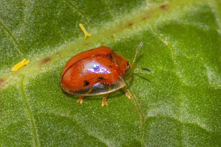 chrysomelidae charidotella sexpunctata (golden tortoise beetle)