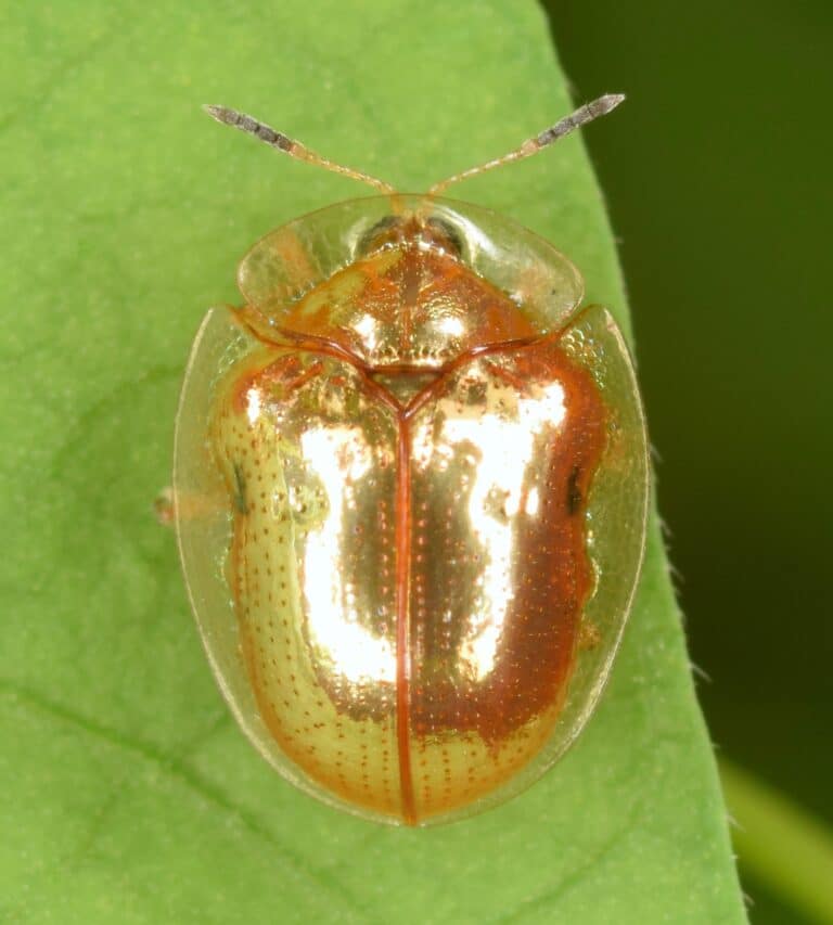 golden tortoise beetle charidotella sexpunctata (50107142478)