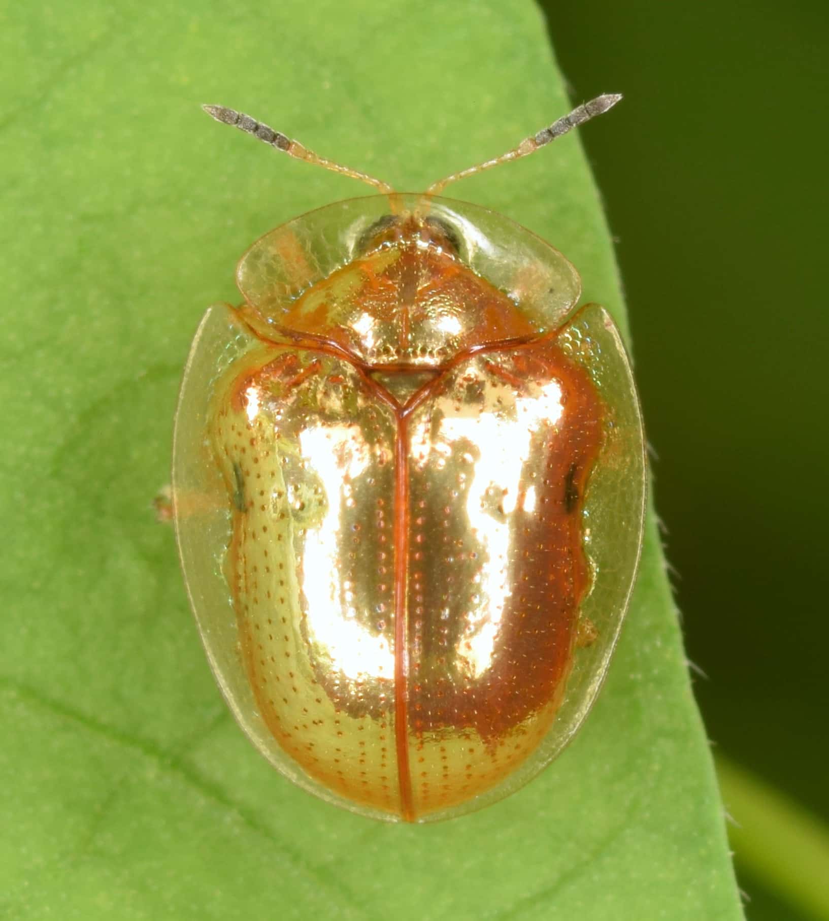 golden tortoise beetle charidotella sexpunctata (50107142478)
