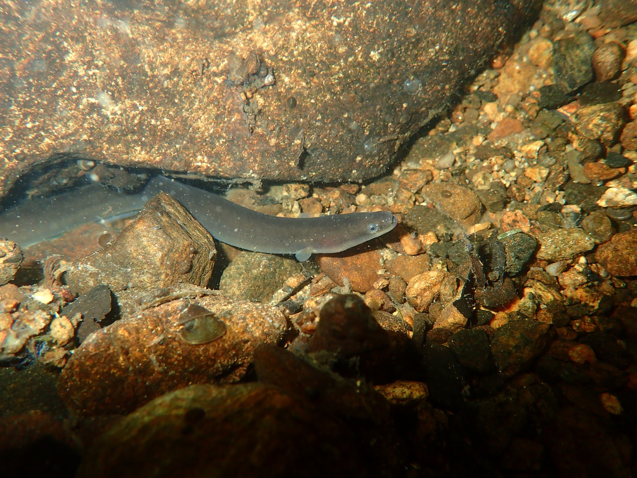 Freshwater Eel