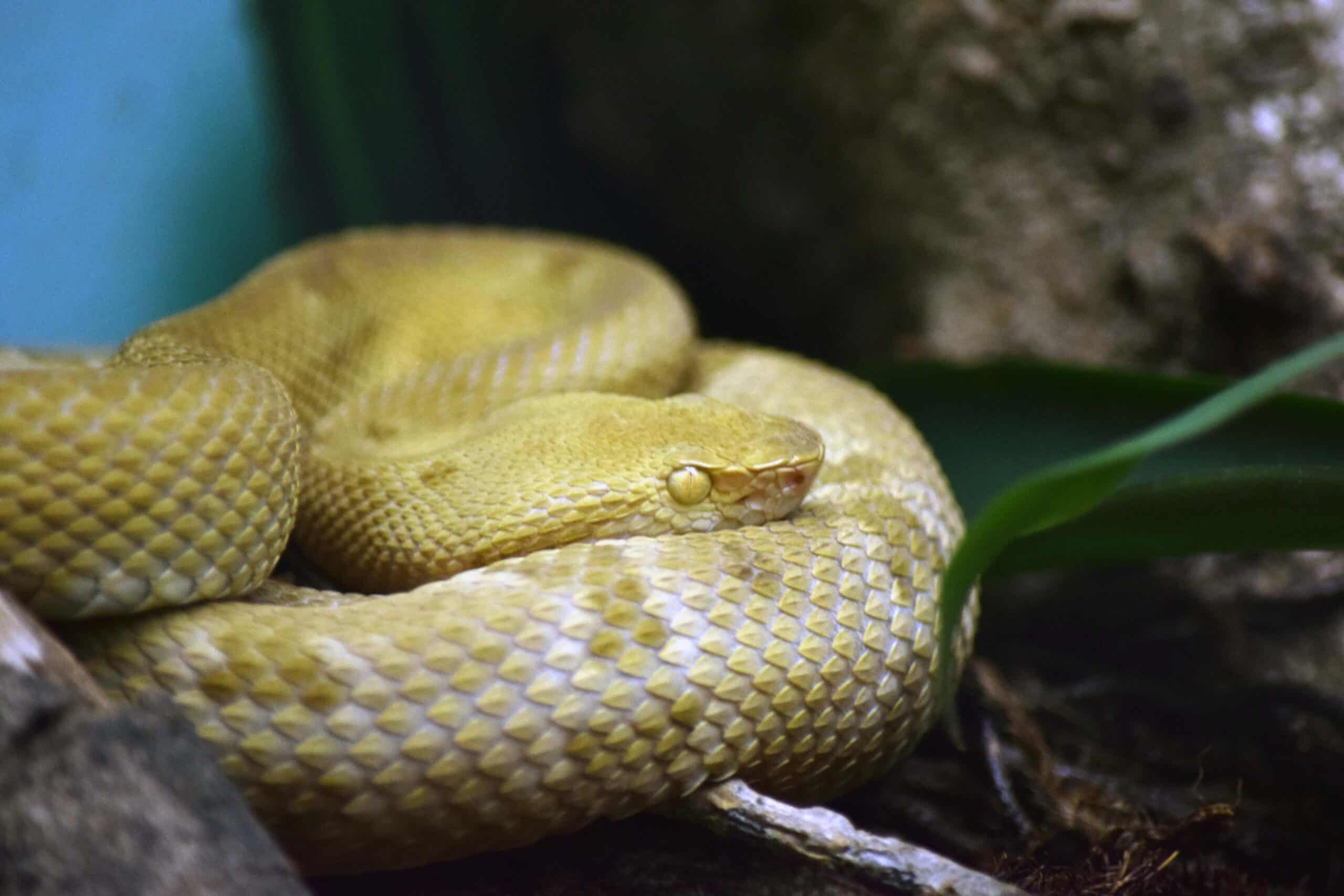 file:bothrops insularis instituto butantã (2).jpg