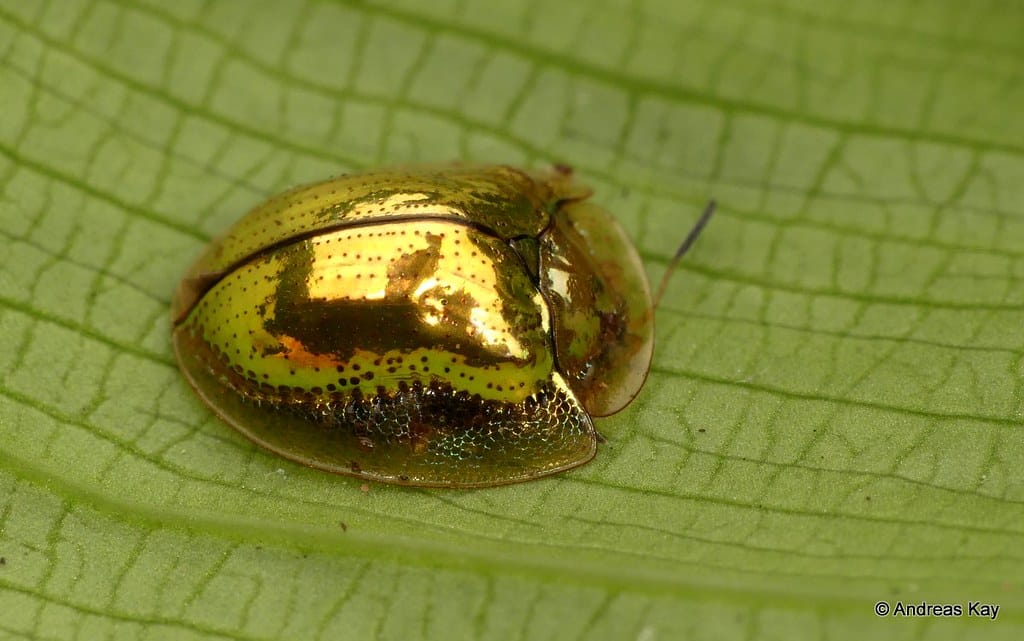 golden tortoise beetle, charidotella sexpunctata? cassidinae