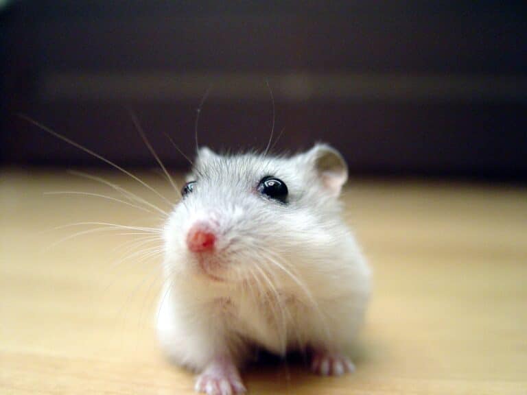 pearl winter white russian dwarf hamster face