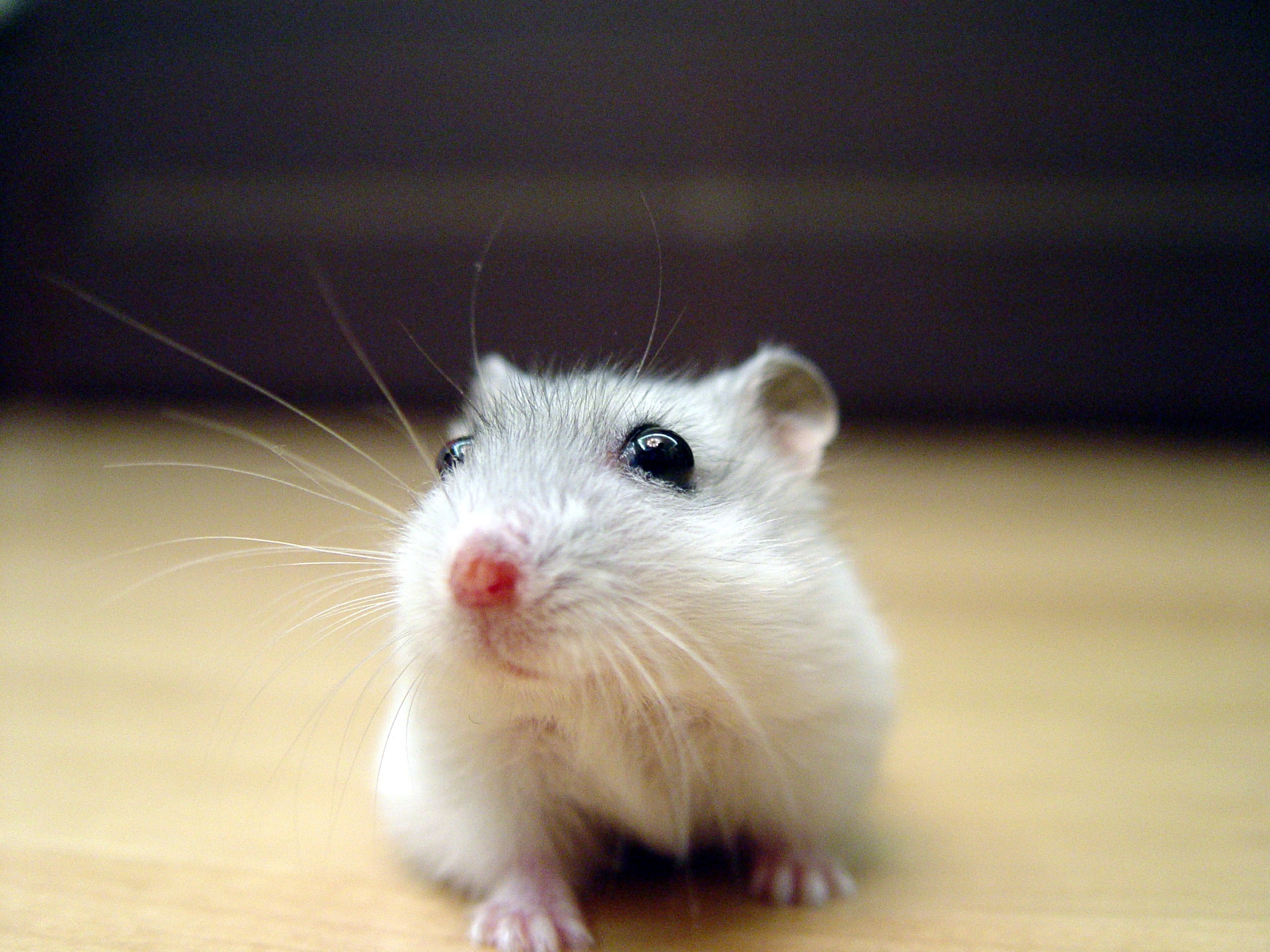 pearl winter white russian dwarf hamster face