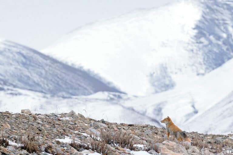 藏狐tibetan fox (vulpes ferrilata) 藏狐tibetan fox (vulpes ferrilata)