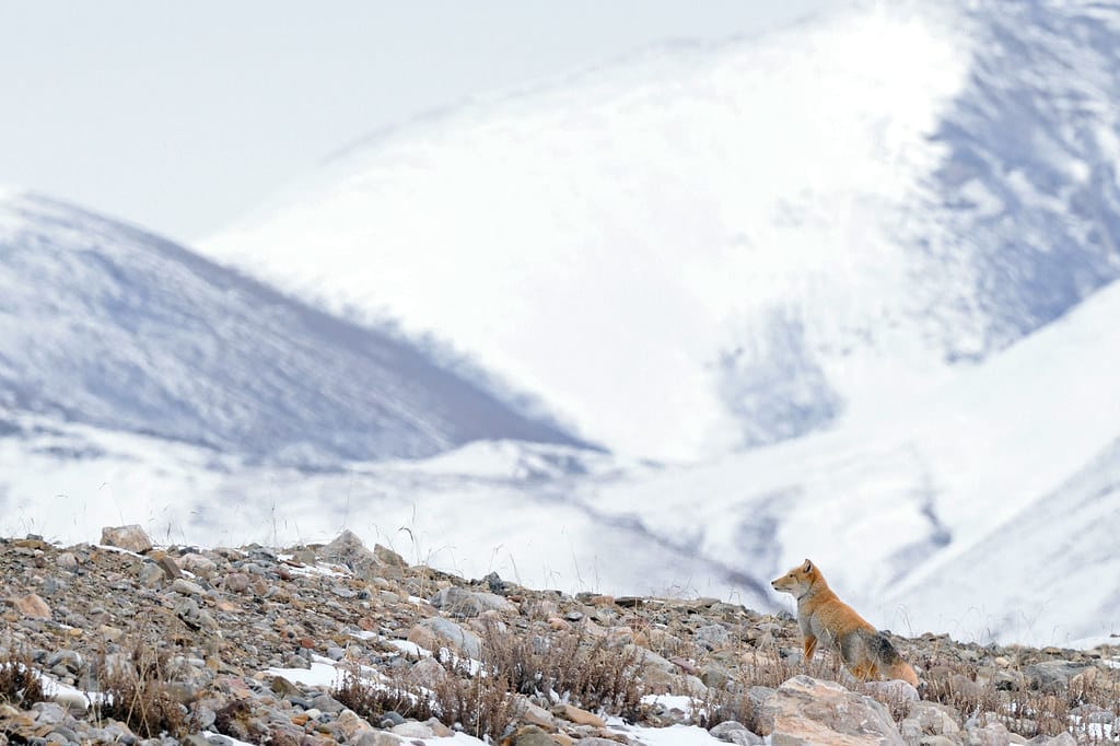 藏狐tibetan fox (vulpes ferrilata) 藏狐tibetan fox (vulpes ferrilata)
