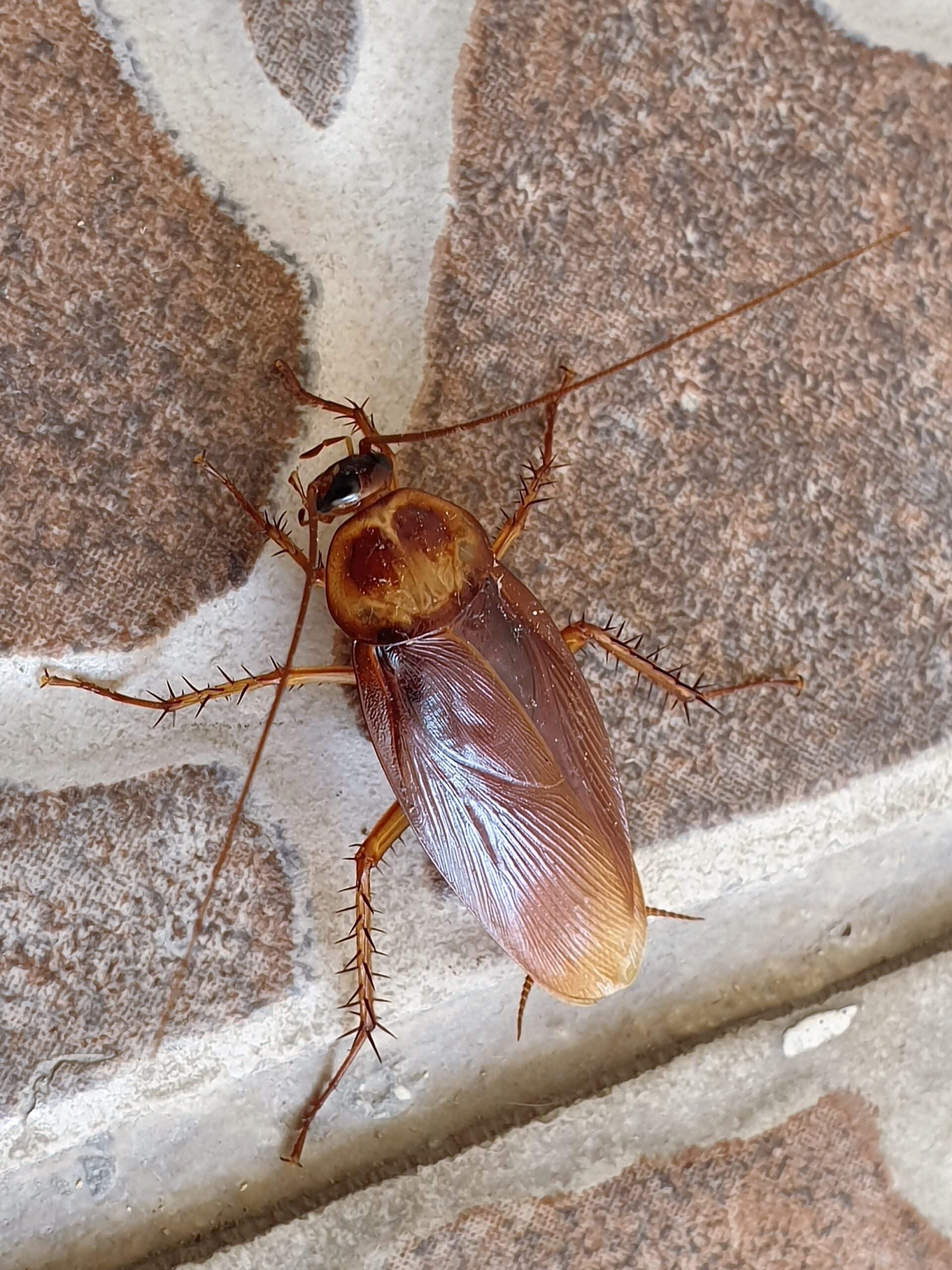 blattodea periplaneta americana 3 blattodea periplaneta americana 3