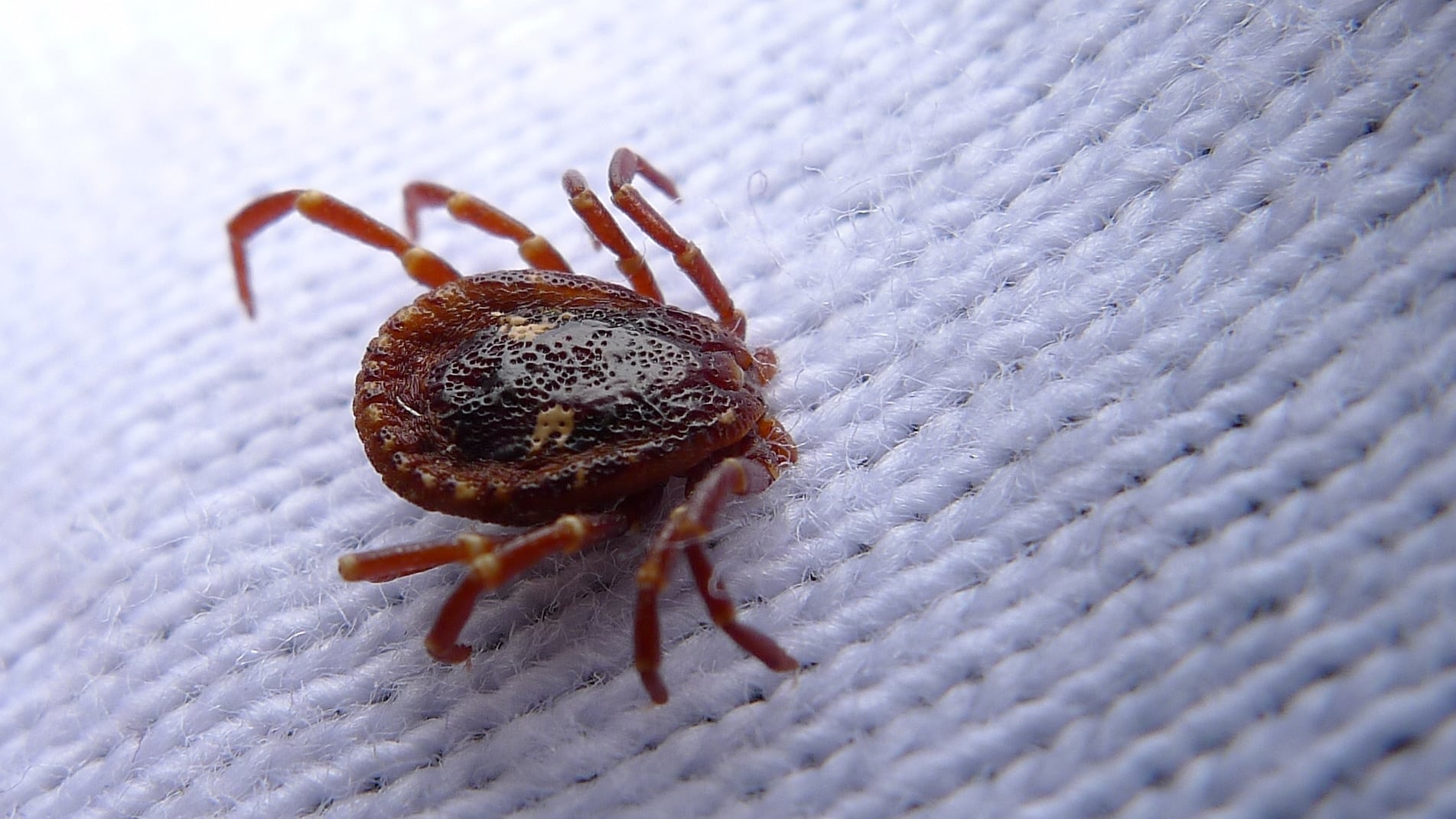 tick on the job (6368341661)