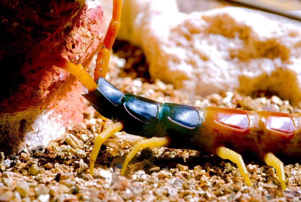giant sonoran centipede (scolopendra heros) 1  Giant Desert Centipede