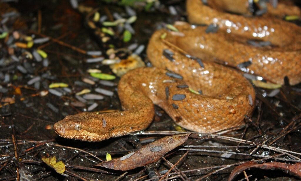Dwarf Boa