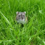 A small gray and white dwarf hamster sits among tall green grass, partially hidden by the blades.