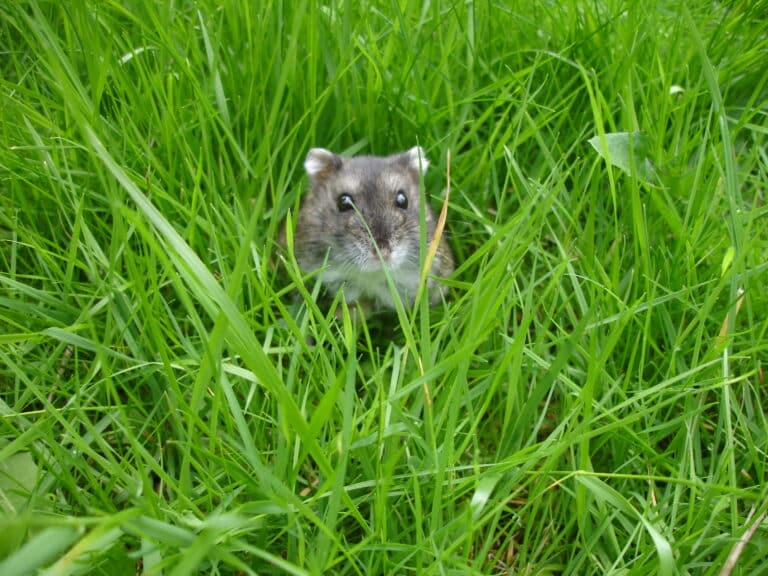 russian dwarf hamster in the garden (2726439244) Dwarf Hamster