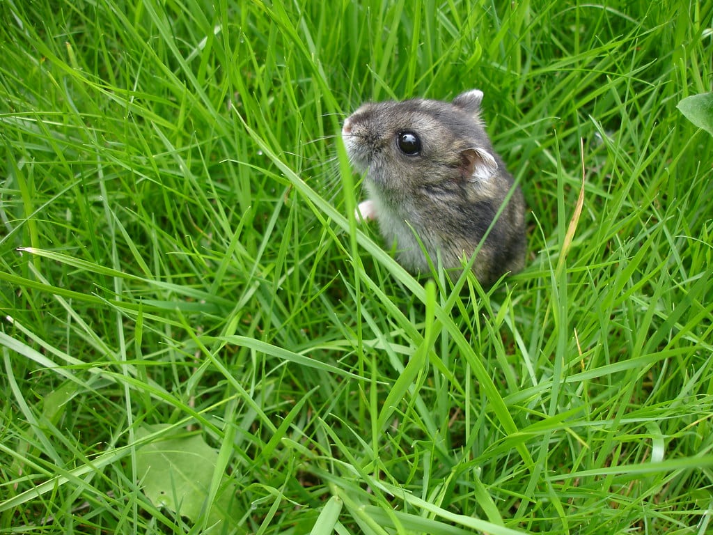 russian dwarf hamster in the garden
