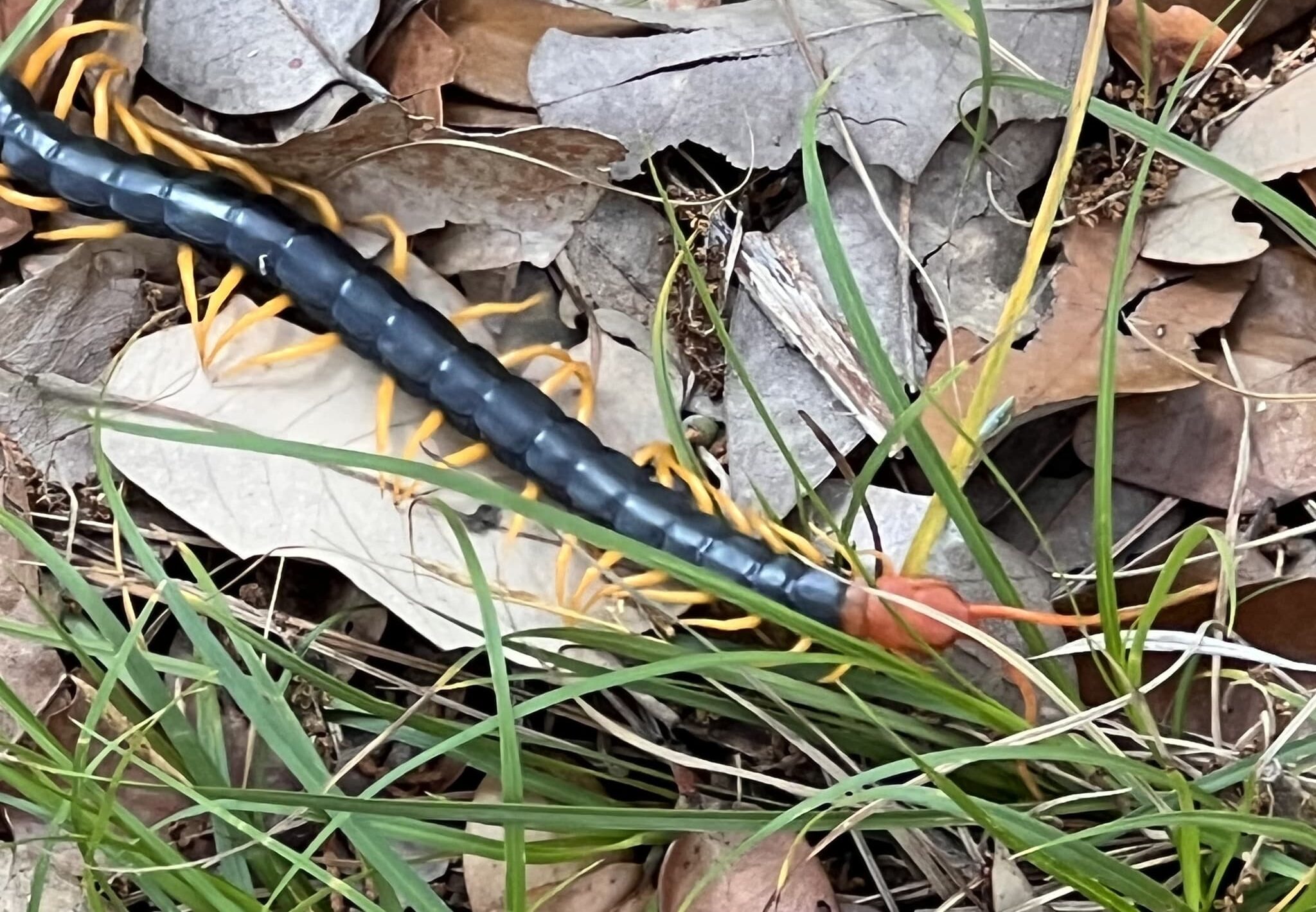scolopendra heros 269600452