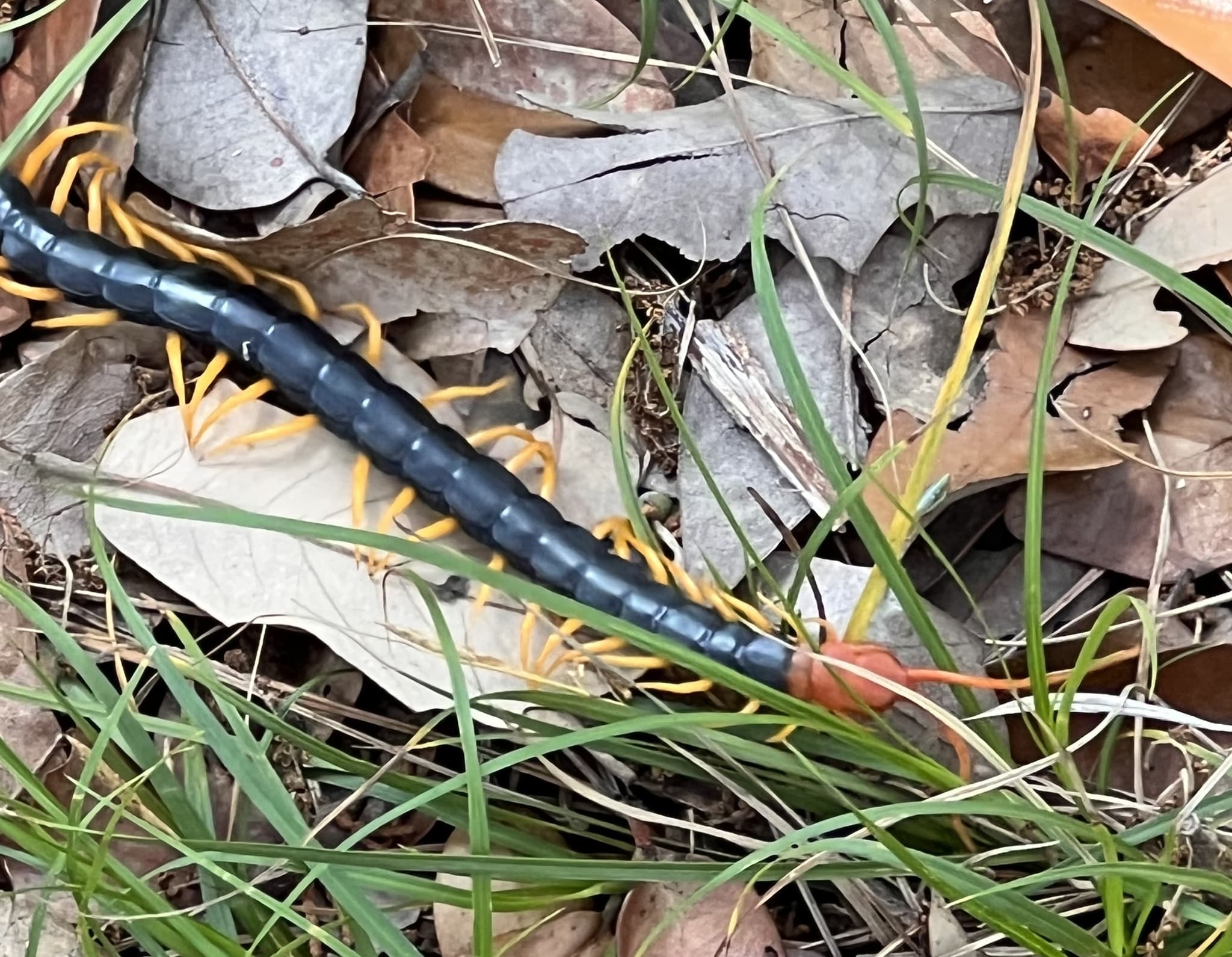 scolopendra heros 269600452