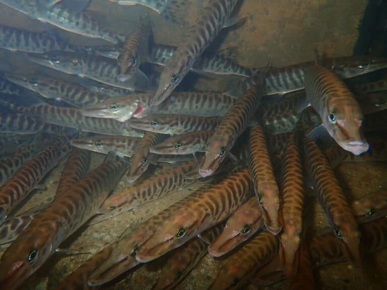 tiger muskellunge