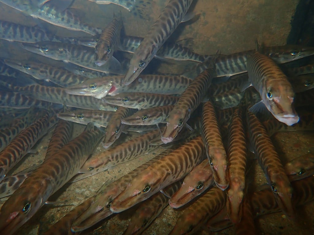 tiger muskellunge
