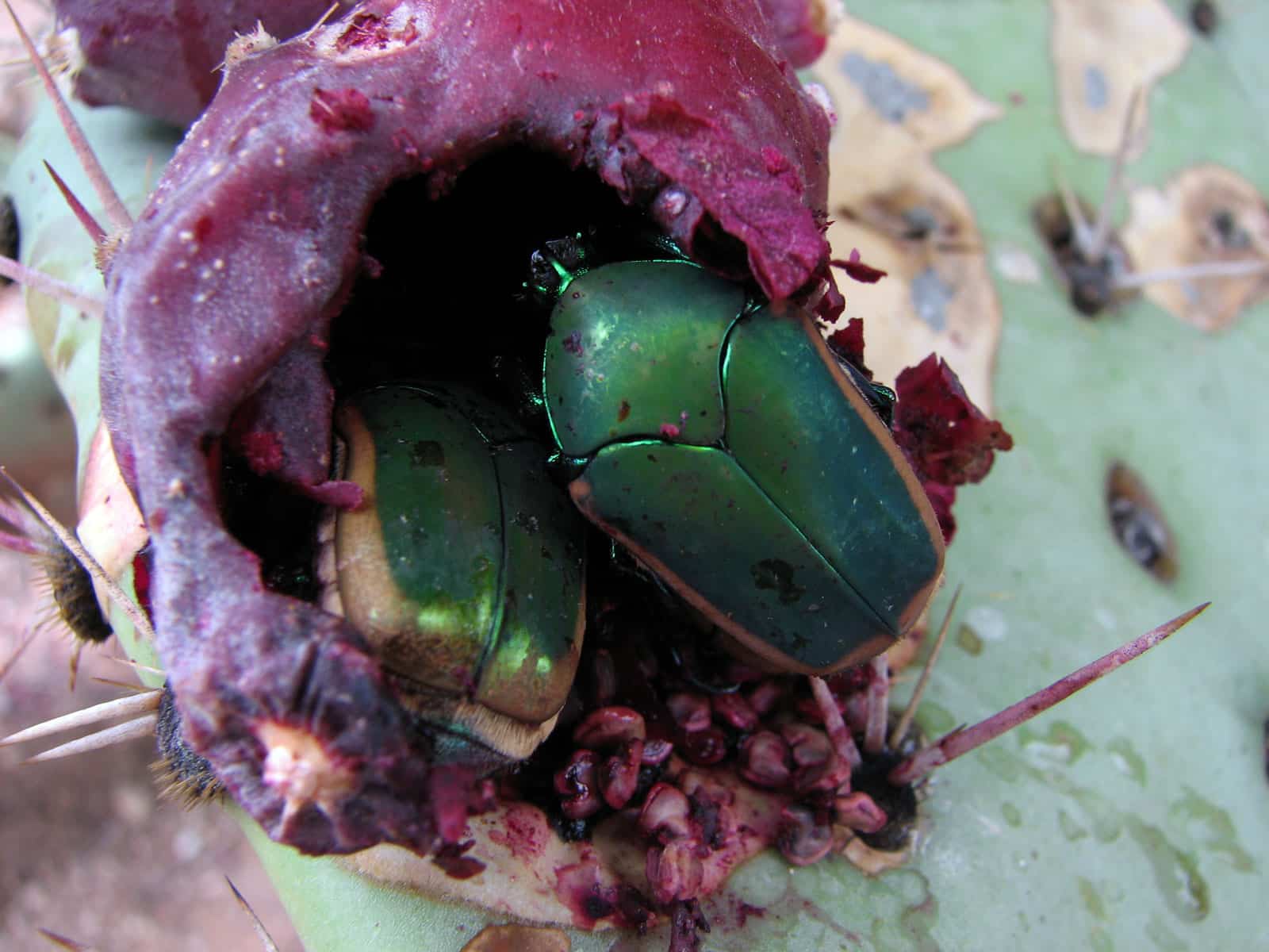 file:green fruit beetles feasting on prickly pear fruit flickr treegrow.jpg