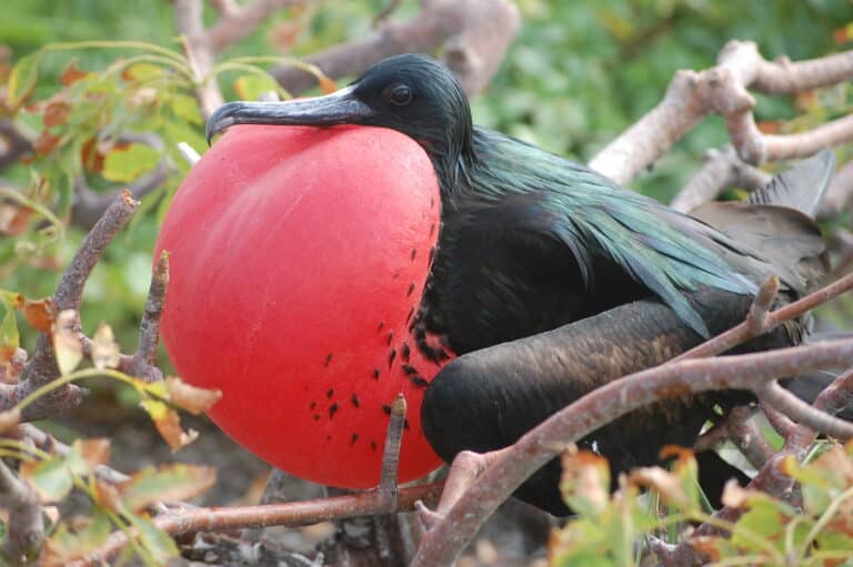 fregata magnificens islas galápagos fregata magnificens islas galápagos
