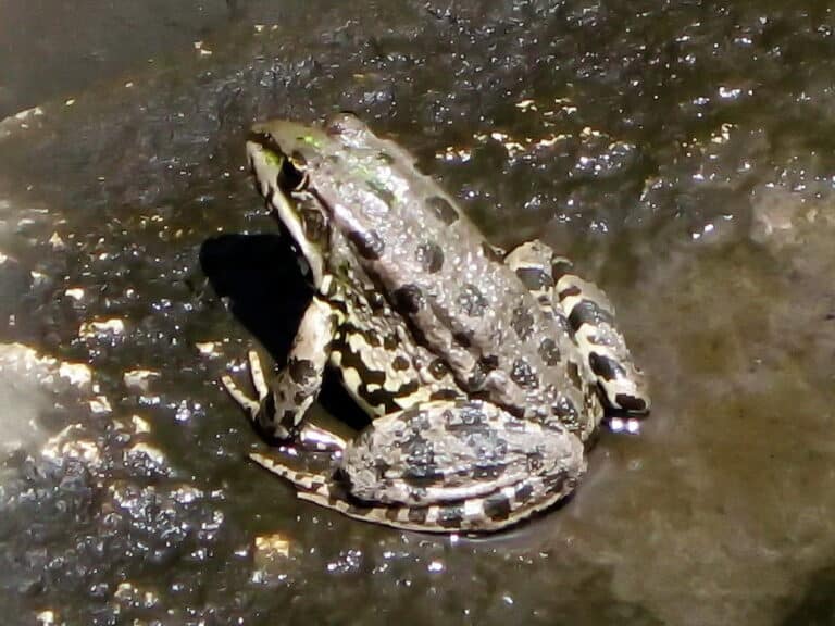 pelophylax ridibundus 09(01). khortytsia