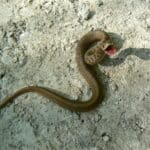 A De Kay’s Brown Snake, a small reptile, lies on dry, sandy ground with its mouth open and body slightly curved.