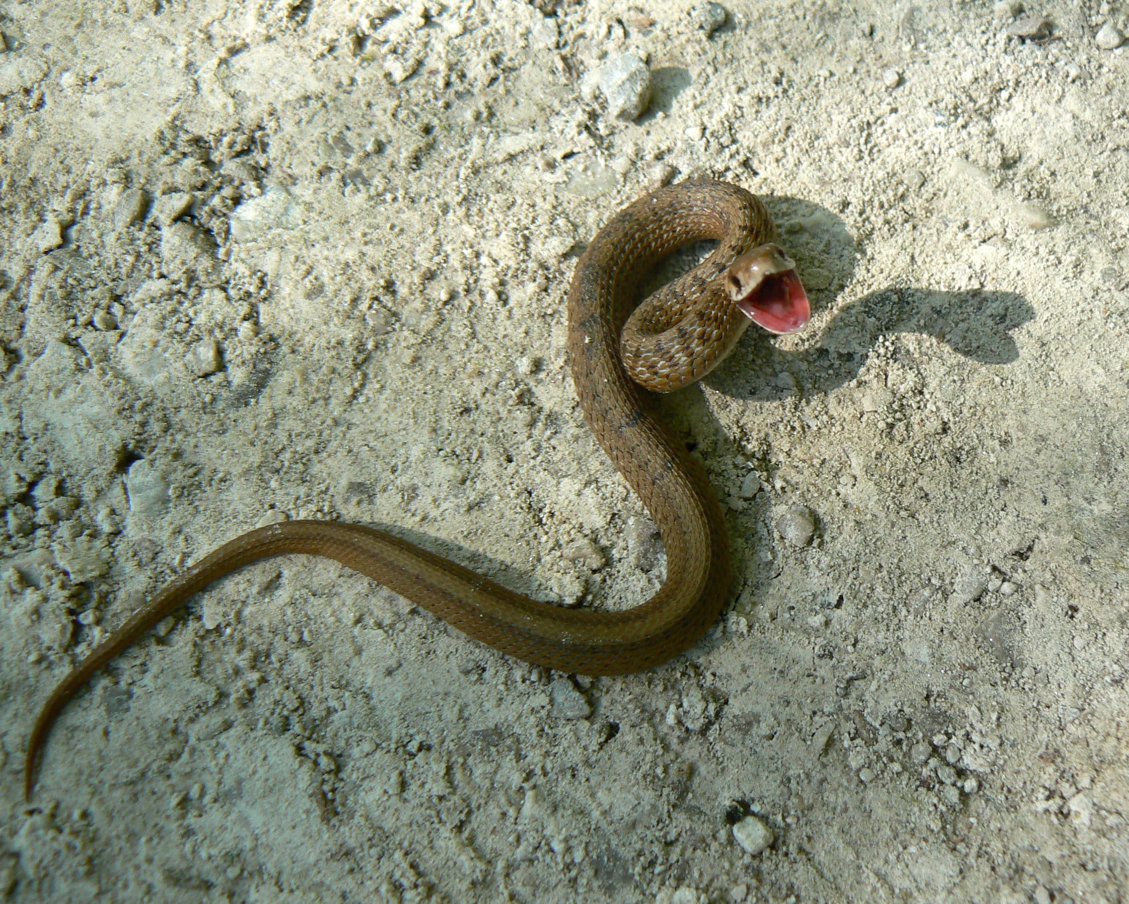A De Kay’s Brown Snake, a small reptile, lies on dry, sandy ground with its mouth open and body slightly curved.