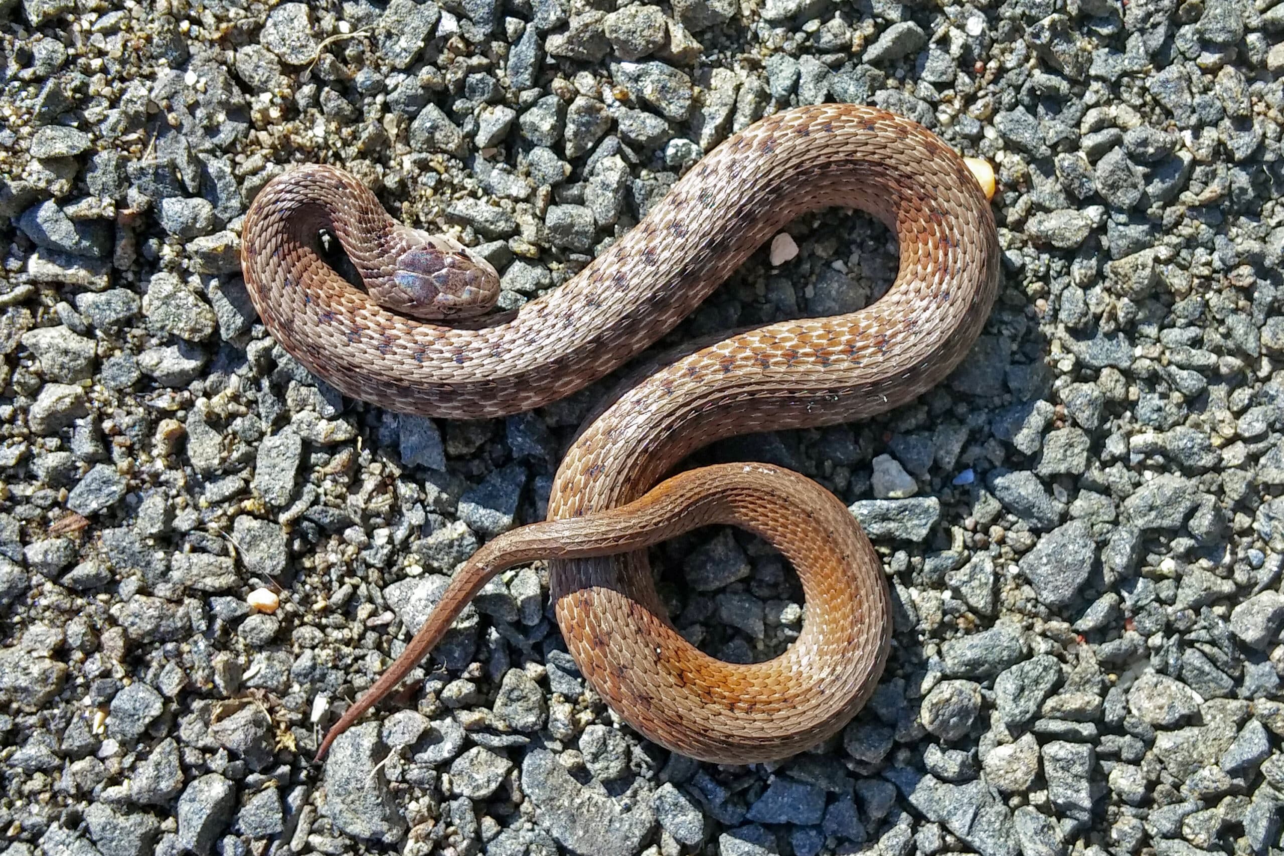 colubridae storeria dekayi dekayi (dekay’s brownsnake, northern brown snake) 44727780235 colubridae storeria dekayi dekayi (dekay’s brownsnake, northern brown snake) 44727780235