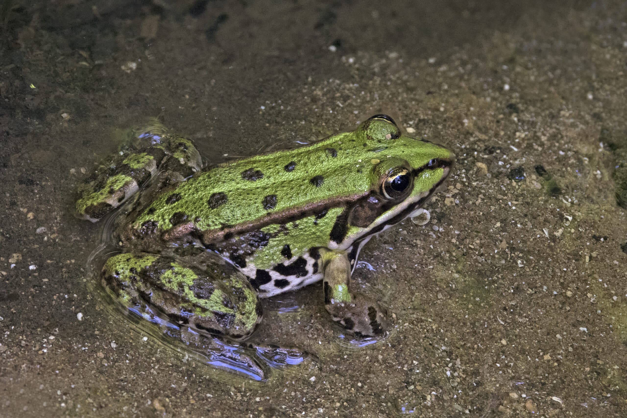 marsh frog (pelophylax ridibundus) postojna 3