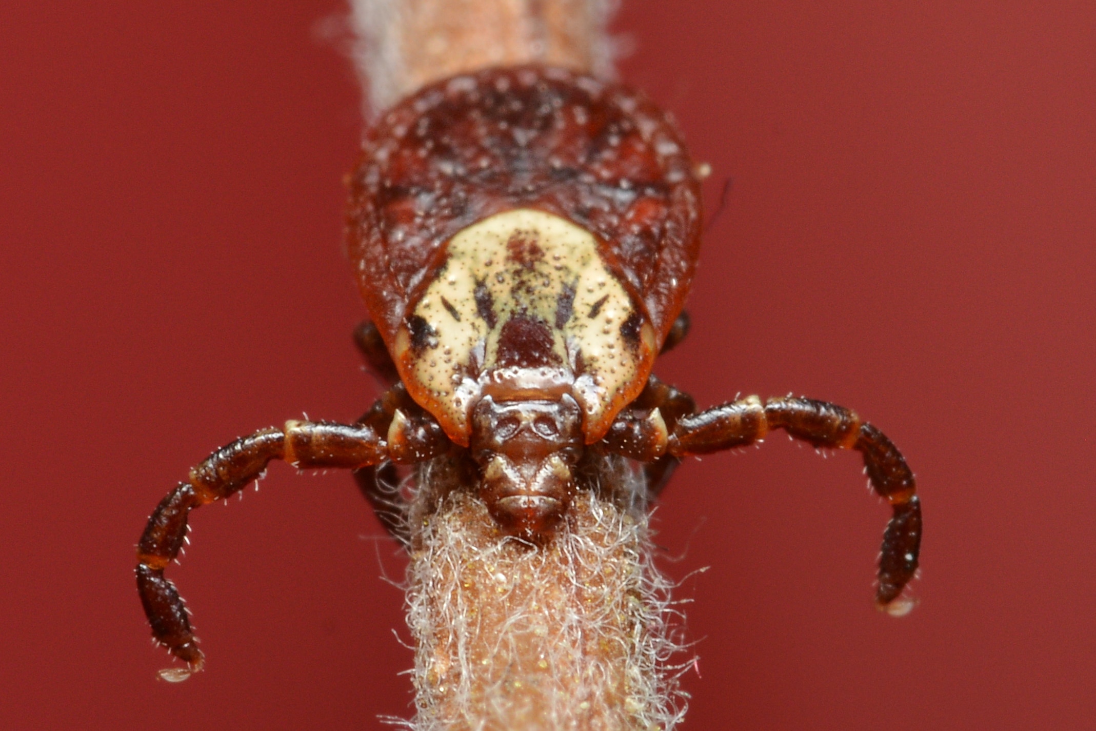 american dog tick (dermacentor variabilis) kitchener, ontario 2019 06 15 (08)