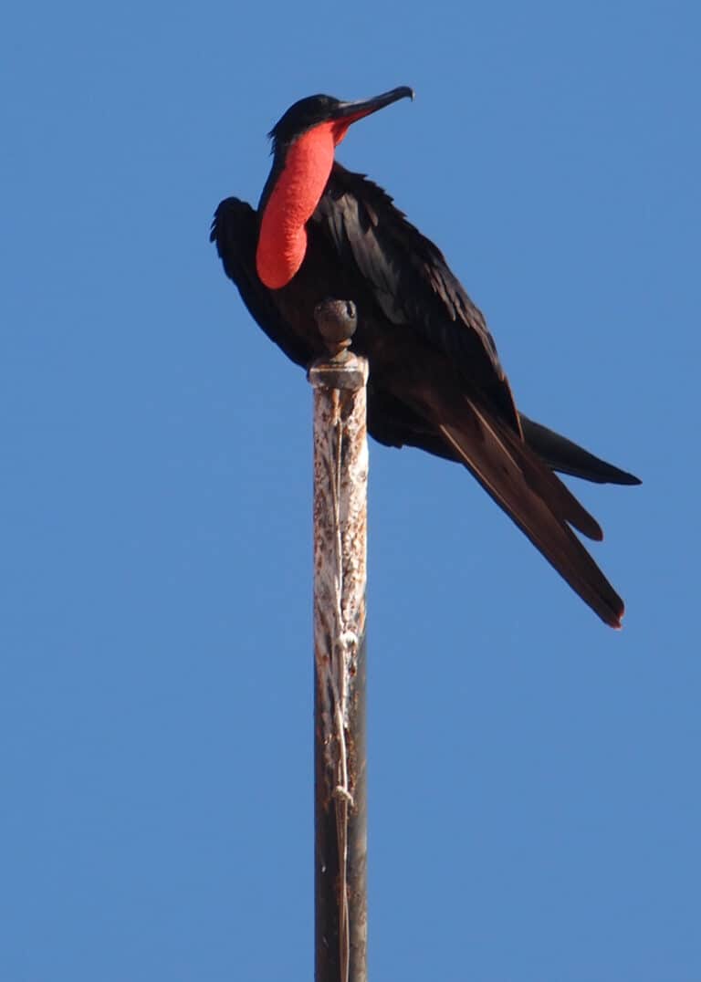 fregata magnificens puerto vallarta, mexico male 8 fregata magnificens puerto vallarta, mexico male 8