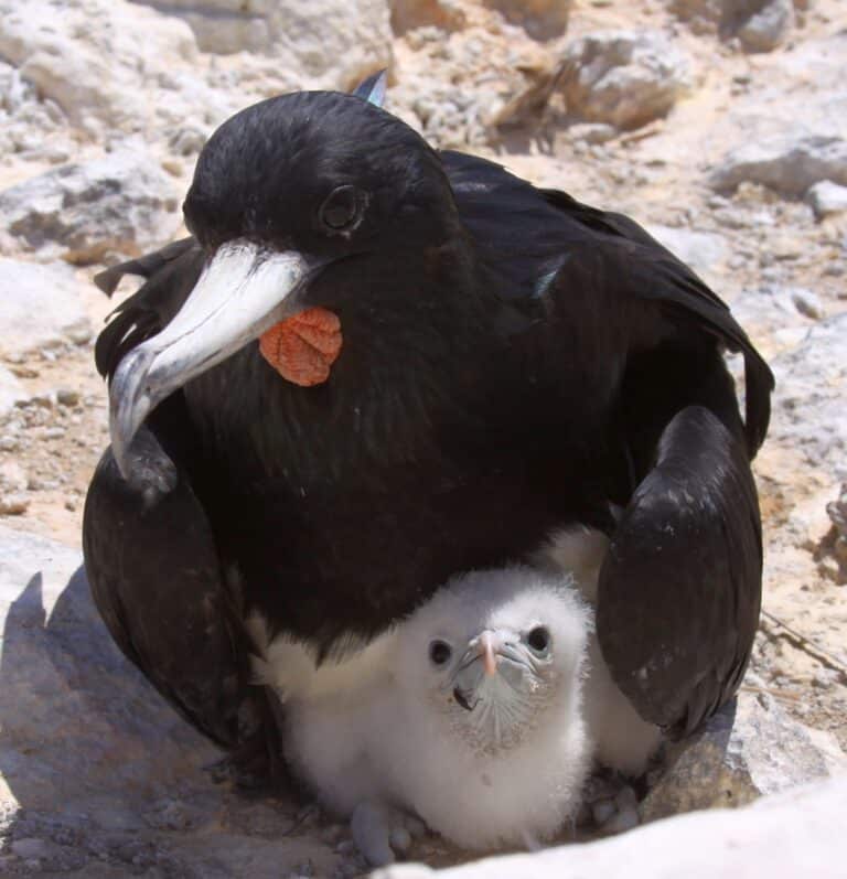 file:male frigatebird with chick fregata aquila.jpg file:male frigatebird with chick fregata aquila.jpg