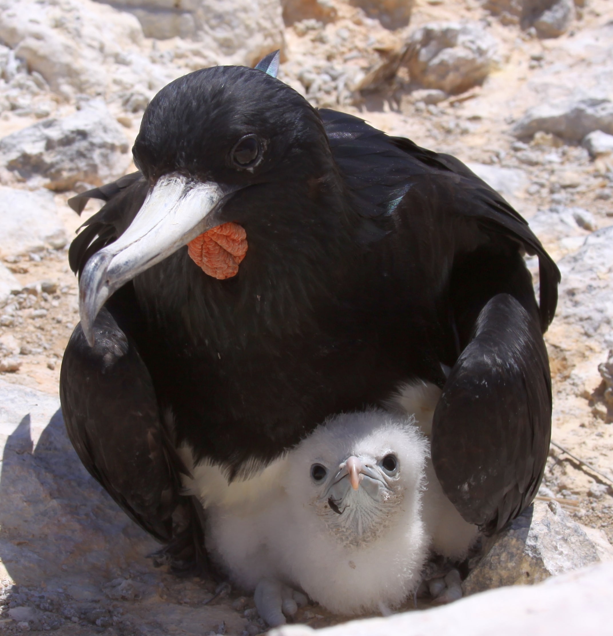 file:male frigatebird with chick fregata aquila.jpg file:male frigatebird with chick fregata aquila.jpg