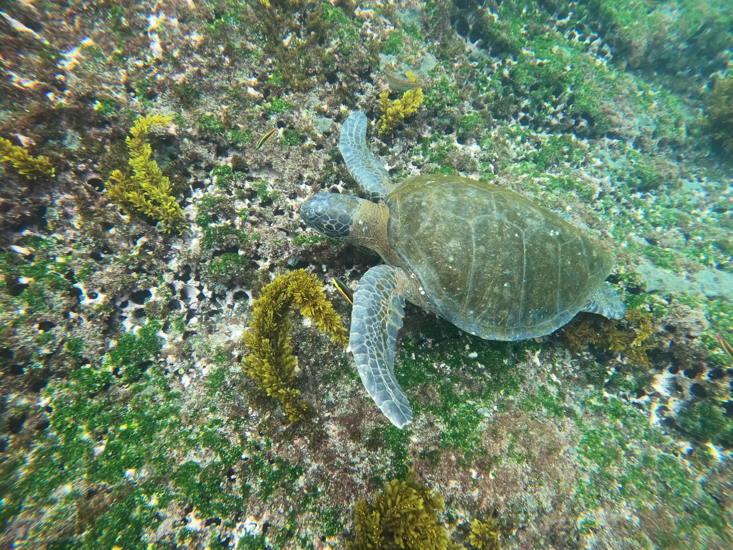 green sea turtle swimming in the galápagos