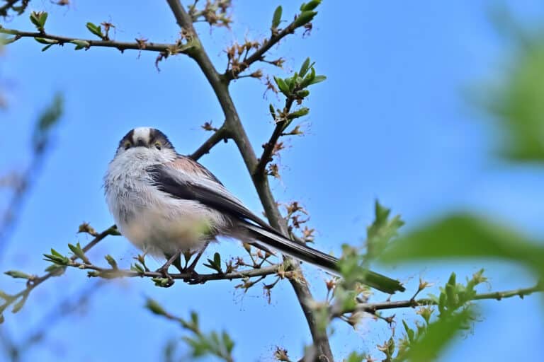 20240421 schwanzmeise (aegithalos caudatus)
