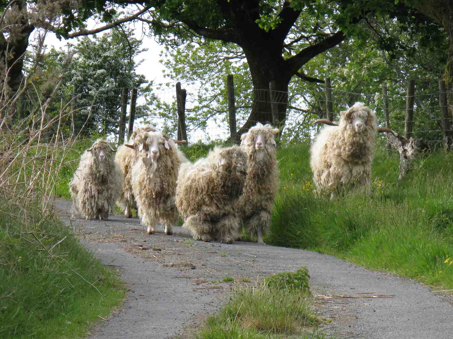 angora goats on mynydd allt y grug geograph.org.uk 1890735