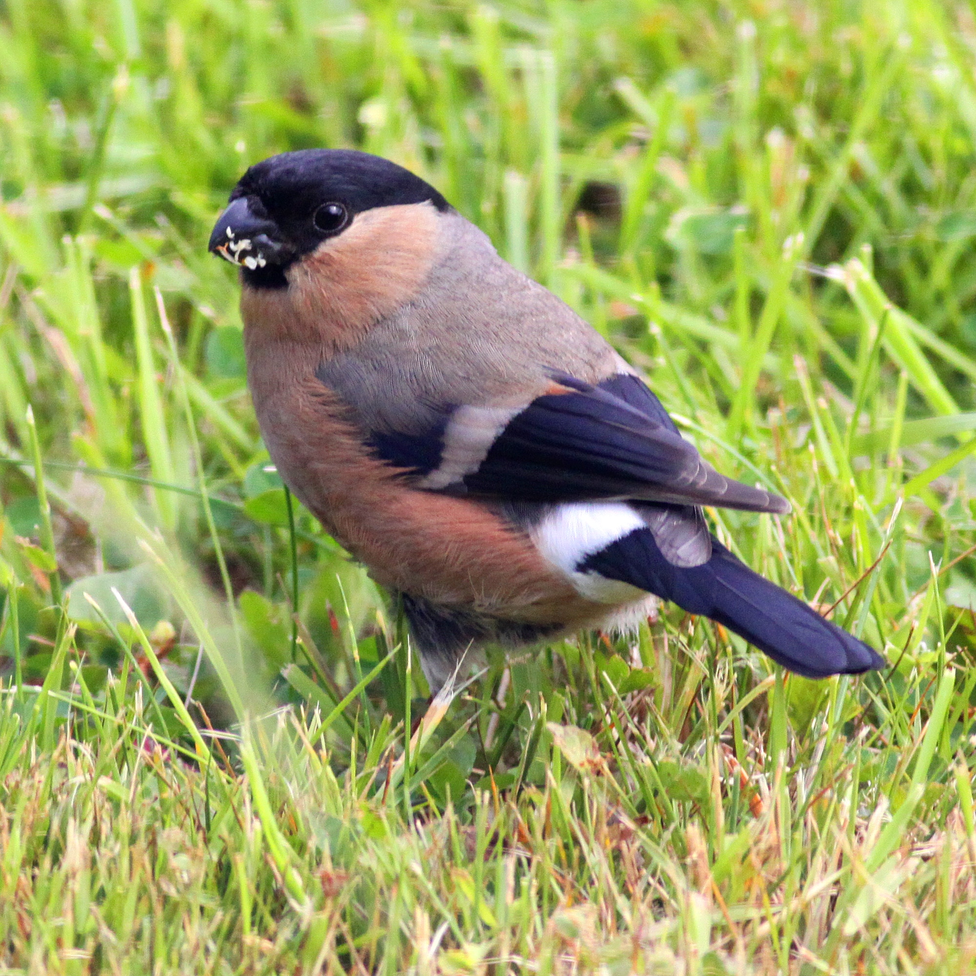 bullfinch (pyrrhula pyrrhula) (14)