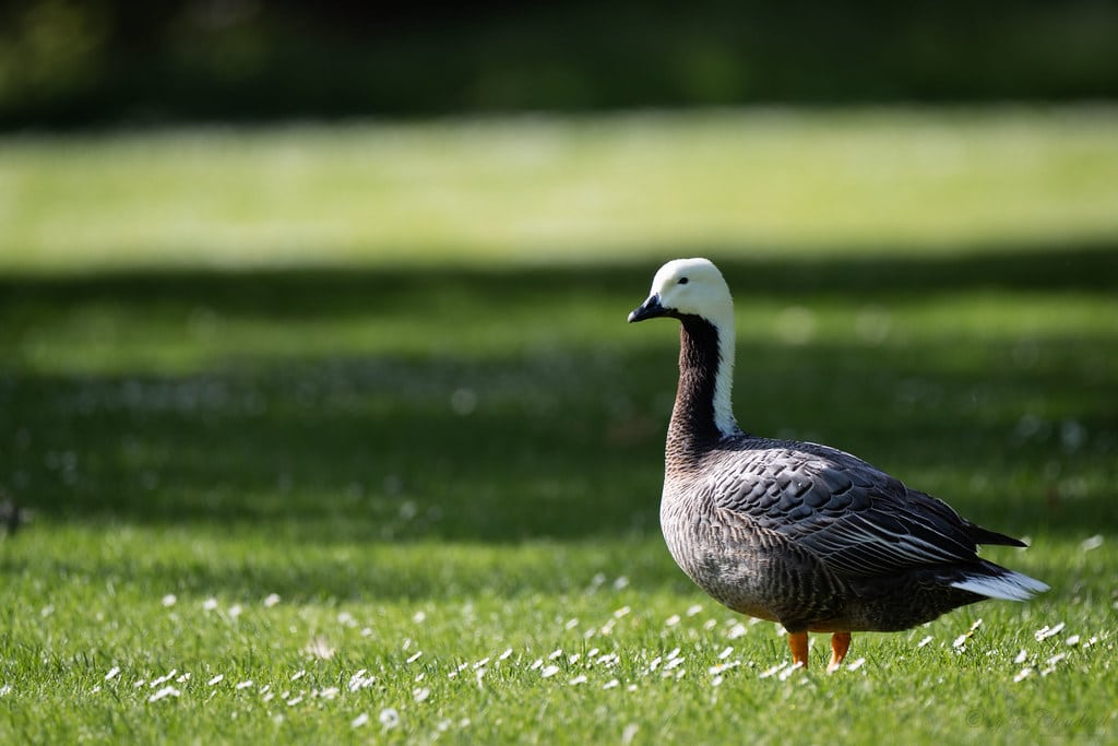 emperor goose emperor goose
