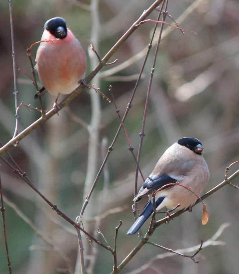 pyrrhula pyrrhula rosacea male and female