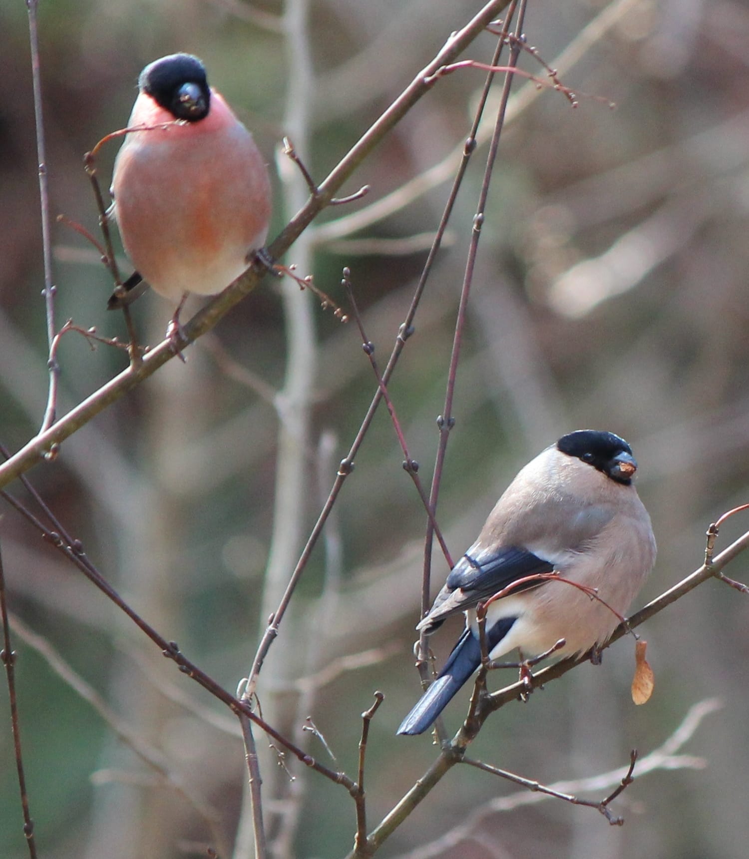 pyrrhula pyrrhula rosacea male and female