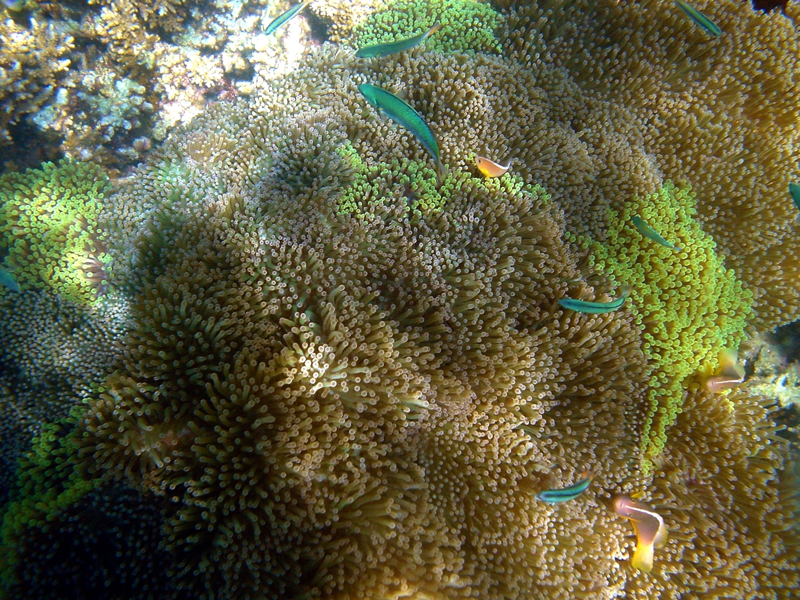 sea anemone mad 1 sea anemone mad 1