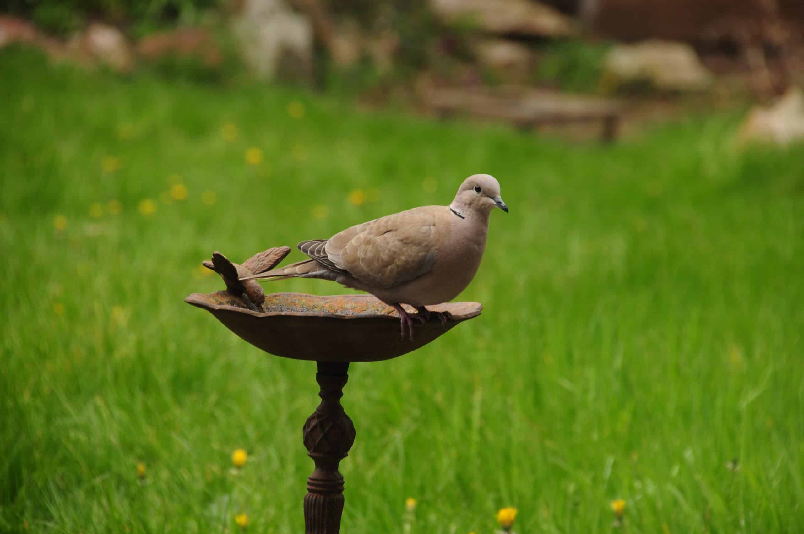 turkse tortel, eurasian collared dove, streptopelia decaocto turkse tortel, eurasian collared dove, streptopelia decaocto