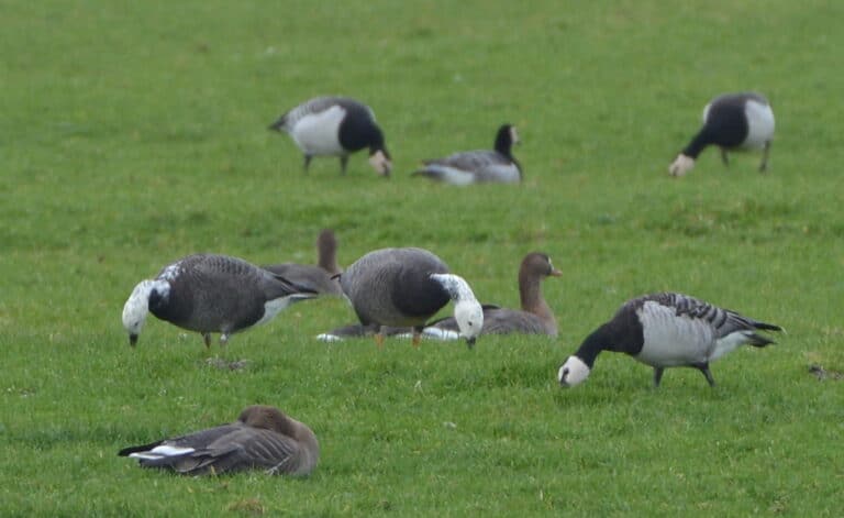 branta leucopsis x anser canagicus (barnacle goose x emperor goose / hybride brandgans x keizergans) branta leucopsis x anser canagicus (barnacle goose x emperor goose / hybride brandgans x keizergans)