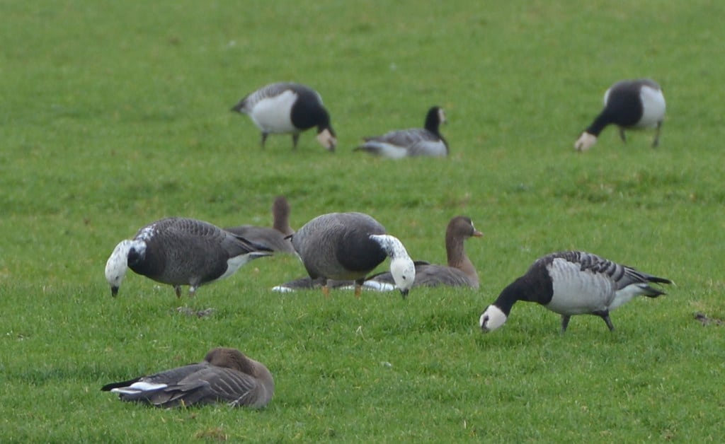 branta leucopsis x anser canagicus (barnacle goose x emperor goose / hybride brandgans x keizergans) branta leucopsis x anser canagicus (barnacle goose x emperor goose / hybride brandgans x keizergans)