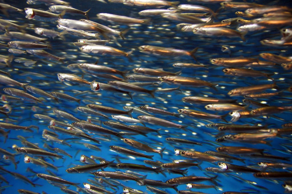 2011 08 20 monterey county 081 monterey bay aquarium, northern anchovies (engraulis mordax)
