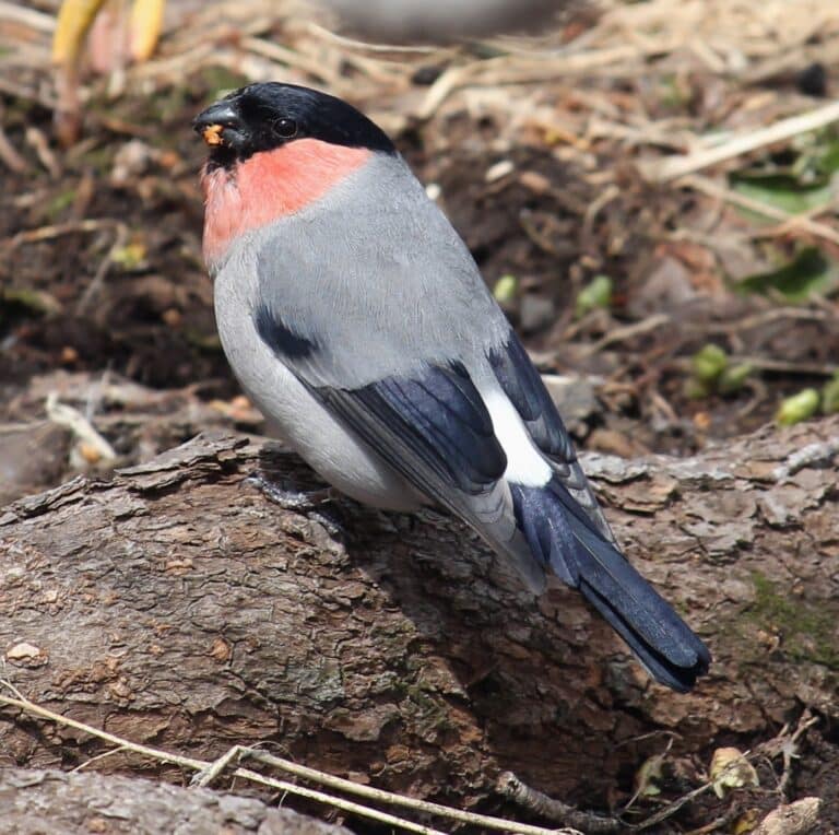 pyrrhula pyrrhula griseiventris (male s3)