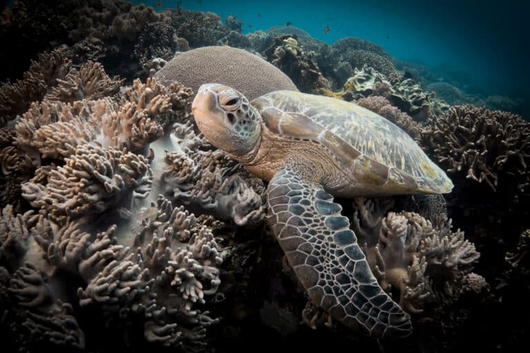sea turtle in apo island